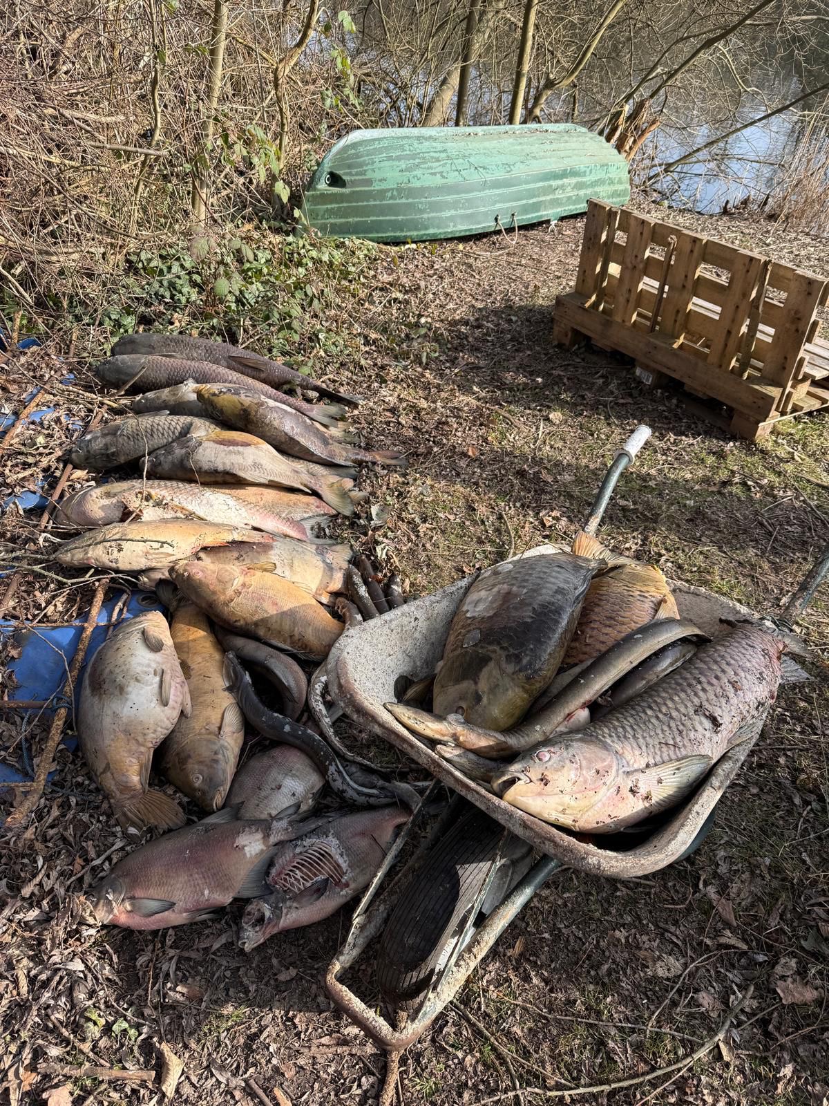 Fischsterben Farmsen Teich Anglerverein