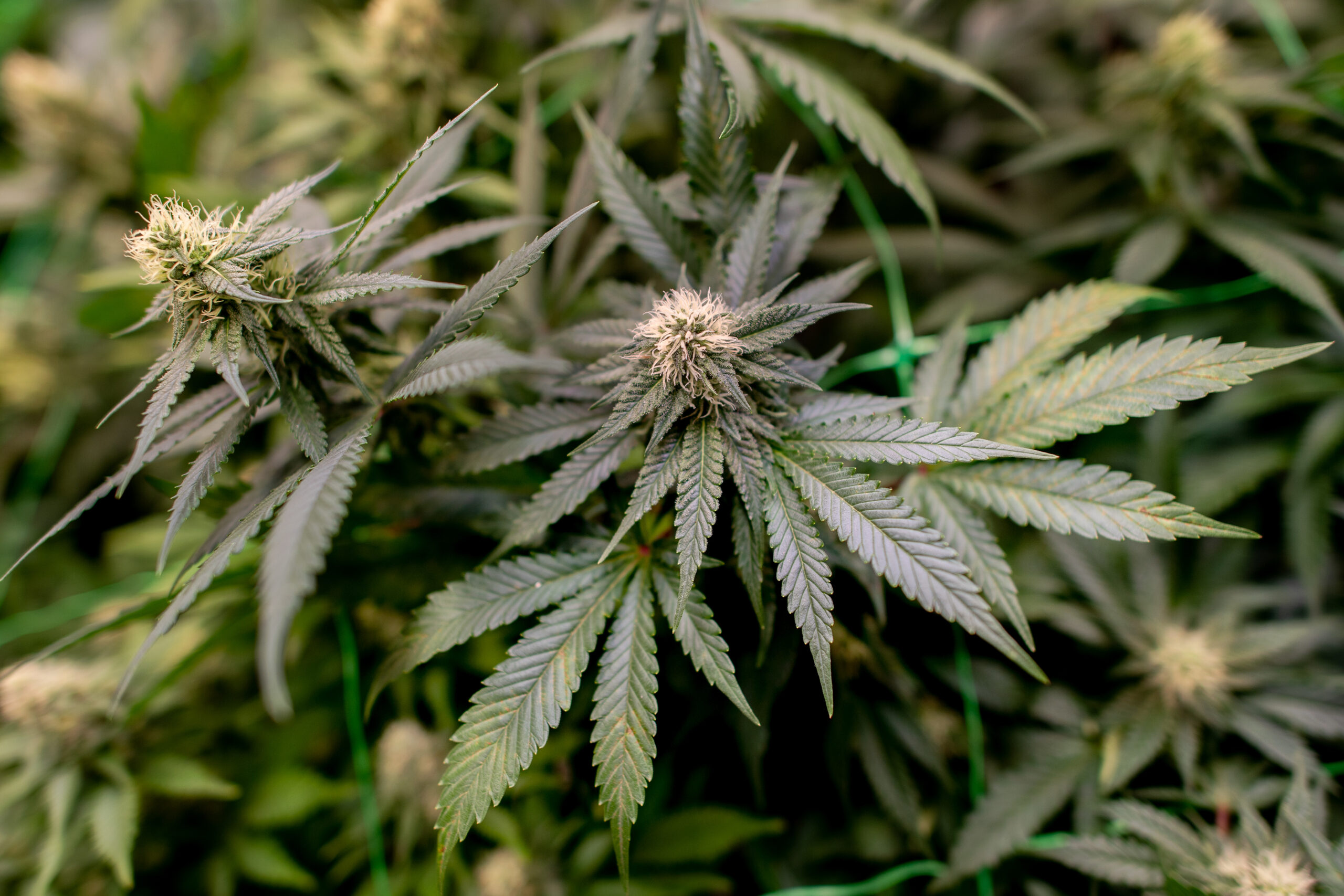 Eine Hanfplantage in der Schweiz