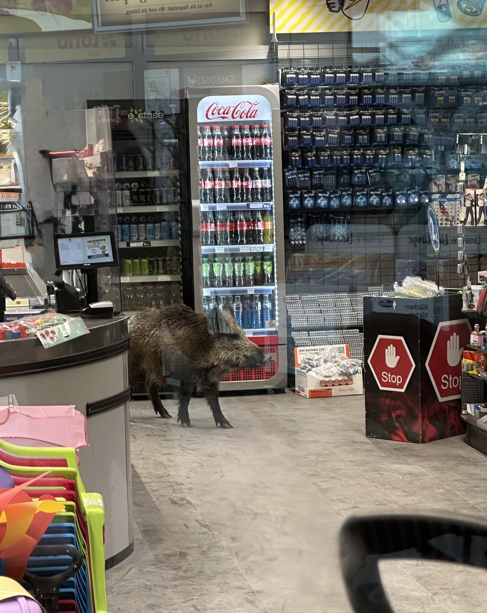 Das Wildschwein spazierte durch das Einkaufszentrum.