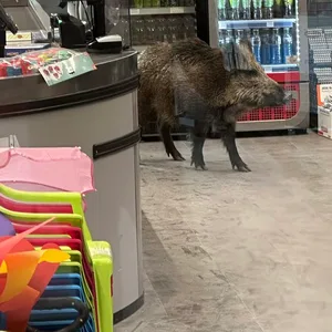 Das Wildschwein spazierte durch das Einkaufszentrum.