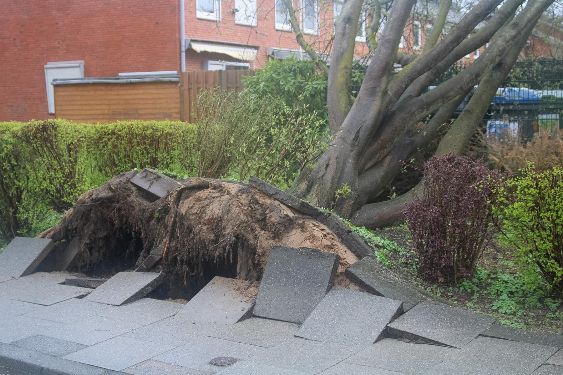 Ein umgestürzter Baum hat den Gehweg aufgerissen.