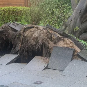 Ein umgestürzter Baum hat den Gehweg aufgerissen.