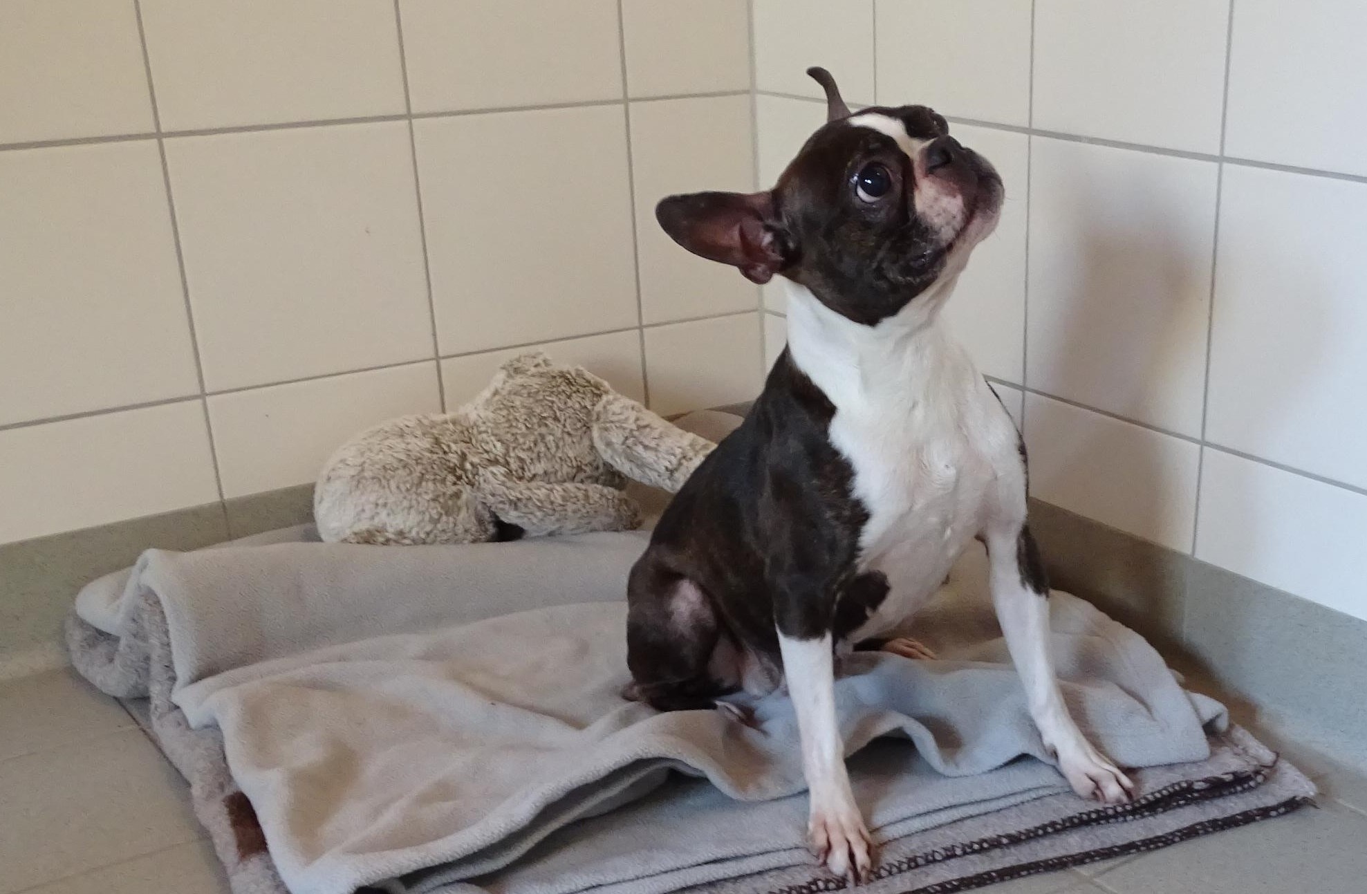 Humpelnde Hündin an Möllner Tierheim ausgesetzt – Zeugen gesucht