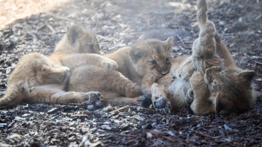 Löwenbabies im Schweriner Zoo