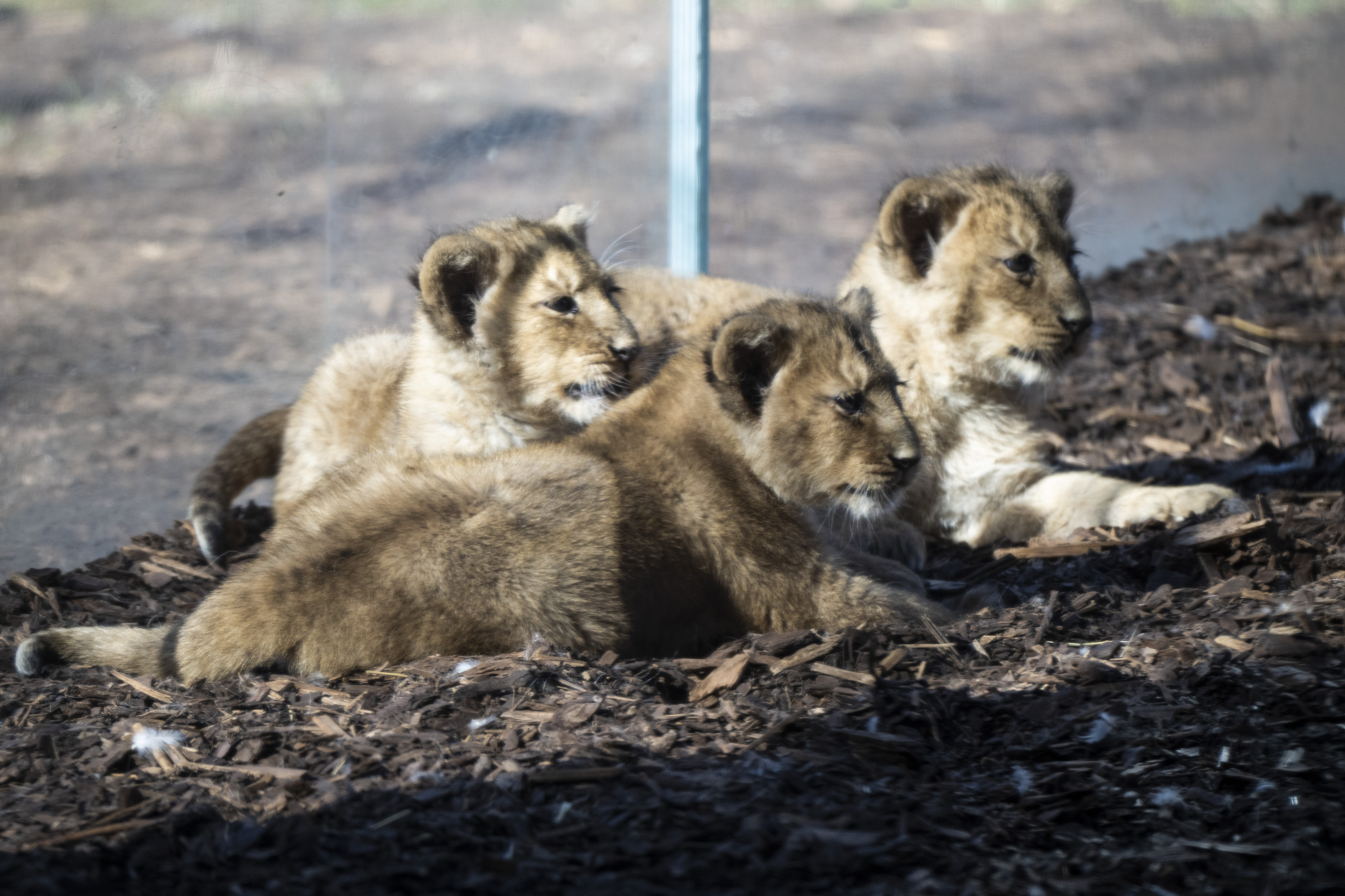 Löwen-Drillinge im Schweriner Zoo