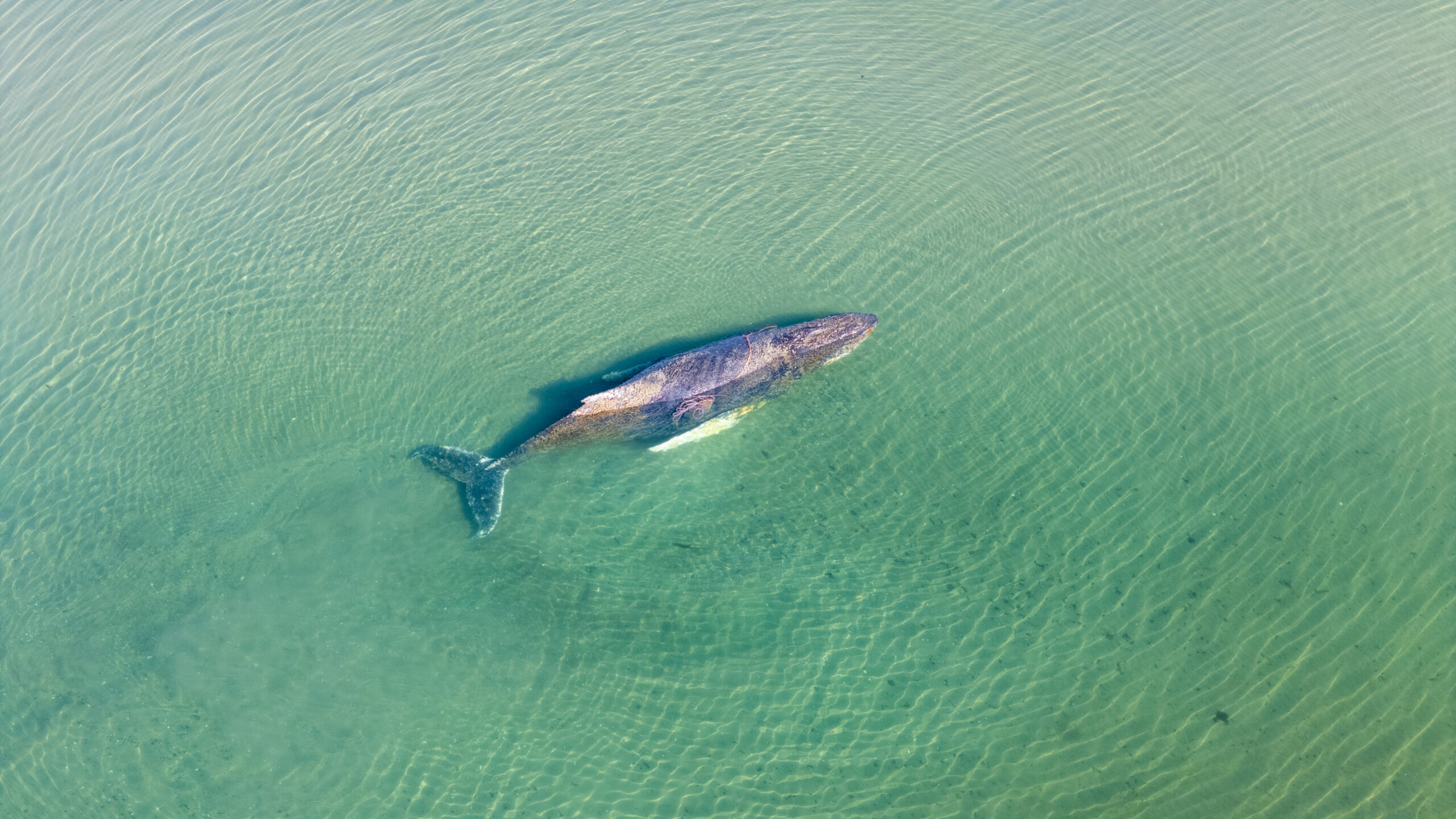 Der Wal liegt in Niendorf, einem Ortsteil von Timmerndorfer Strand, im flachen Wasser.