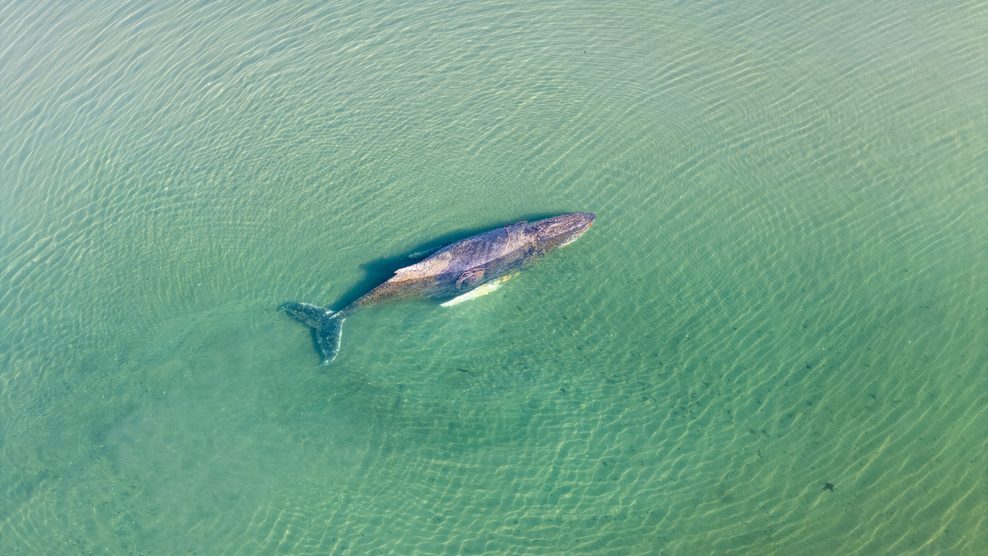 Der Wal liegt in Niendorf, einem Ortsteil von Timmerndorfer Strand, im flachen Wasser.