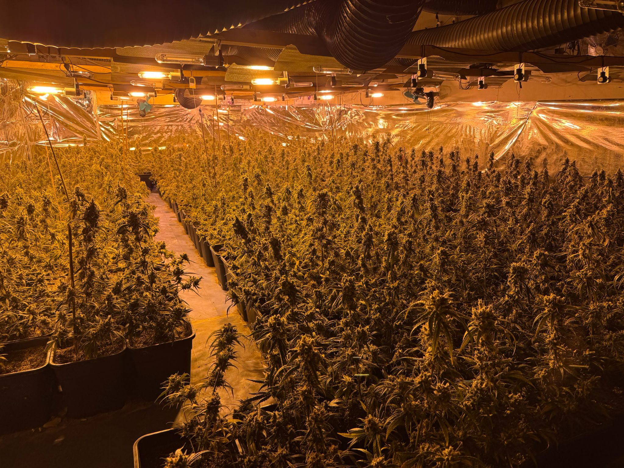 Plantage Greven Polizei Cannabis
