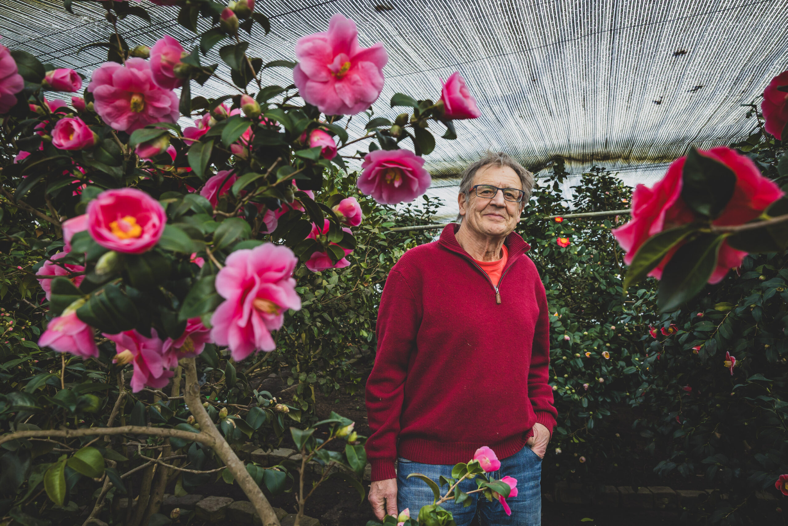 Michael von Allesch hat die größte Kamelienzucht Deutschlands.