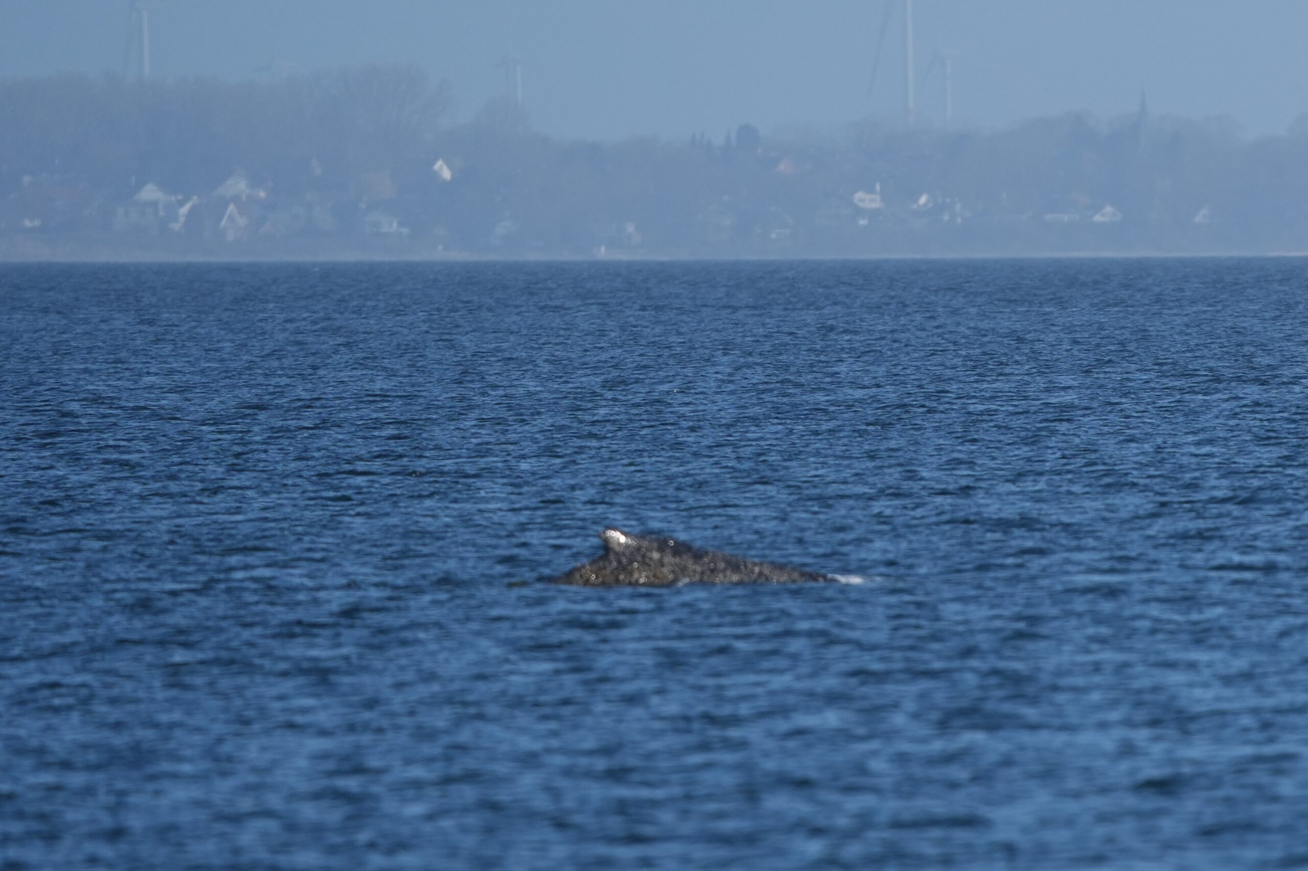 Der vor Niendorf gestrandete Buckelwal hat sich offenbar befreit und schwimmt in der Ostsee.
