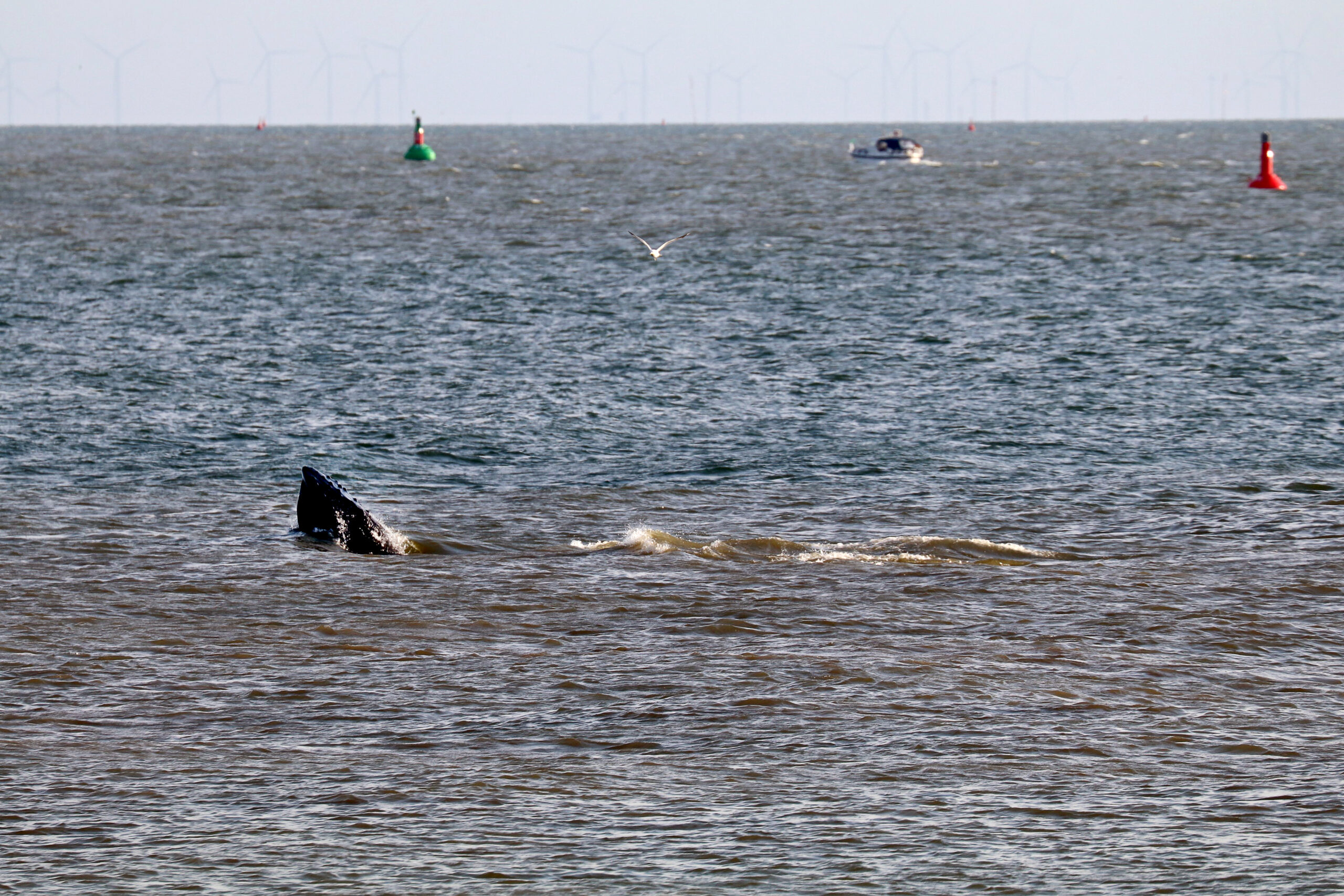 Ein Wal in der Ostsee