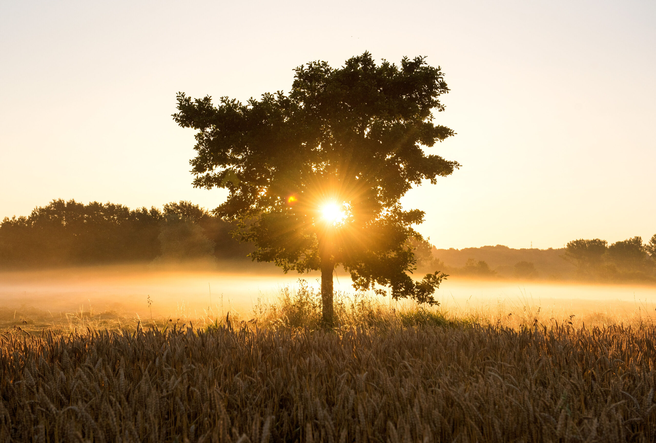 Die Sonne geht über einer mit Nebel verhangenen Wiese auf, in der Mitte ein Baum