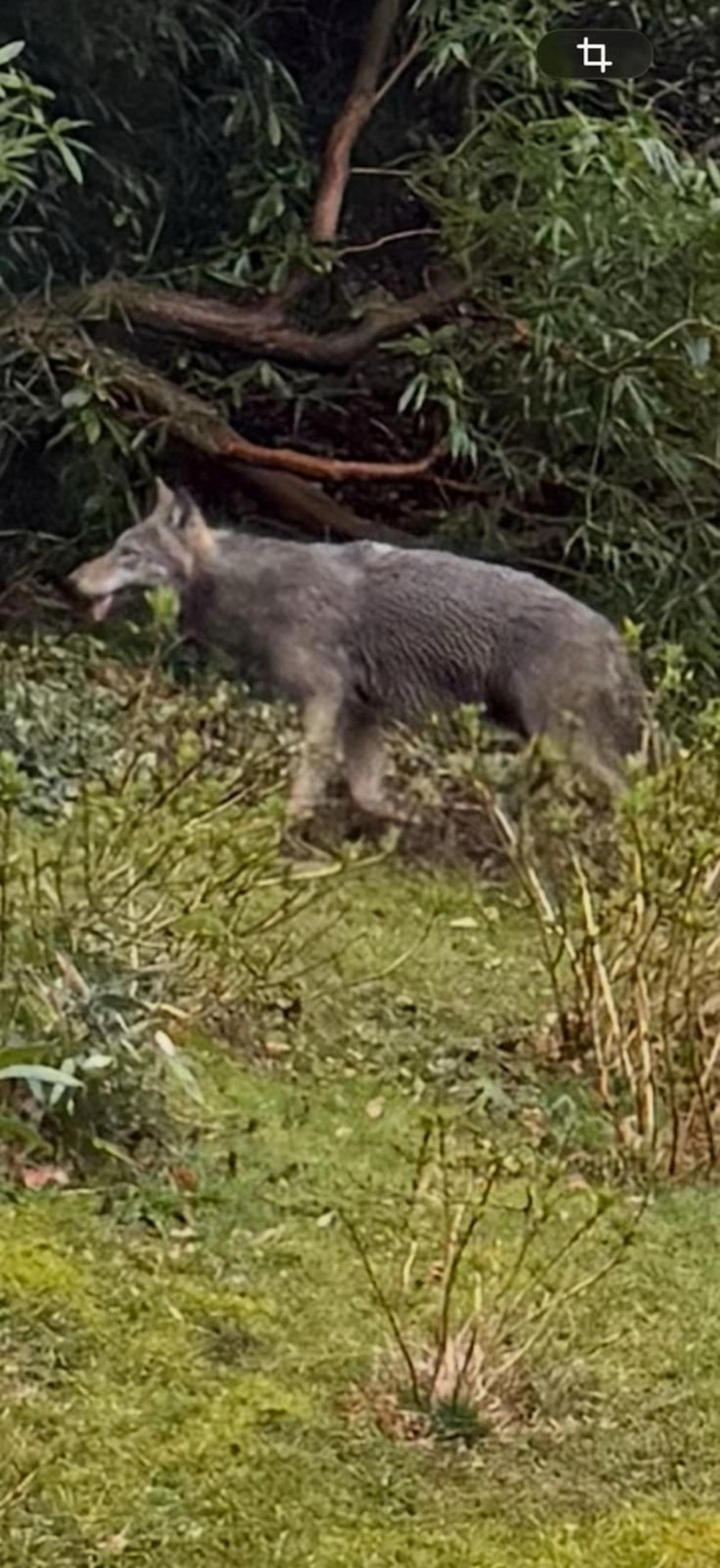 Dieses Bild des Wolfs konnte ein Anwohner schießen, als das Tier durch seinen Garten lief.
