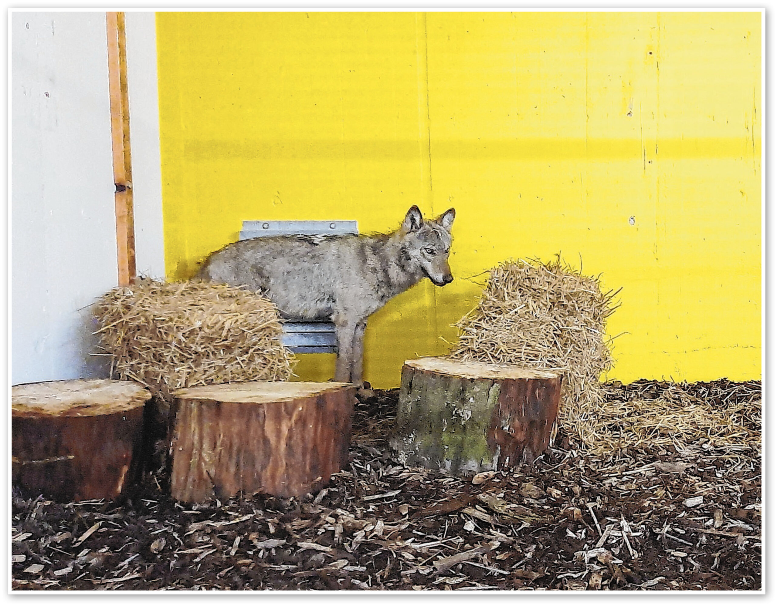Wolf im Gehege