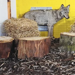 Wolf im Gehege