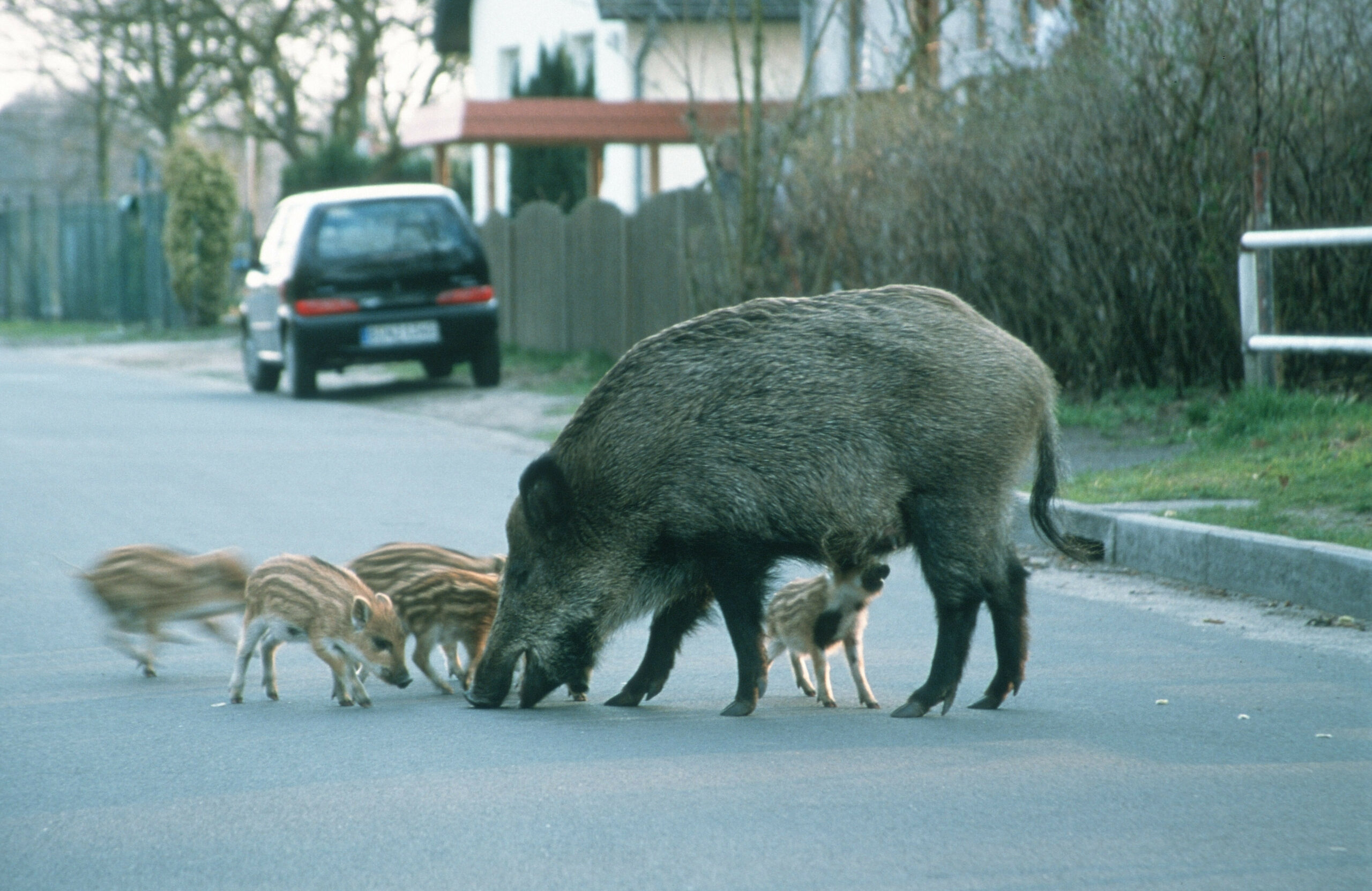 Wildschweine in Neugraben-Fischbek gefaährlich nahe an Hauptstraße – Polizei stoppt den Verkehr