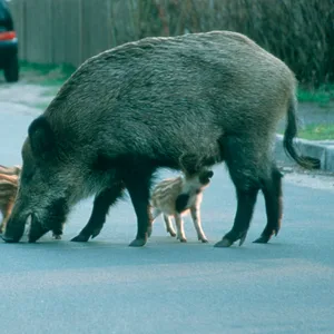 Wildschweine in Neugraben-Fischbek gefaährlich nahe an Hauptstraße – Polizei stoppt den Verkehr