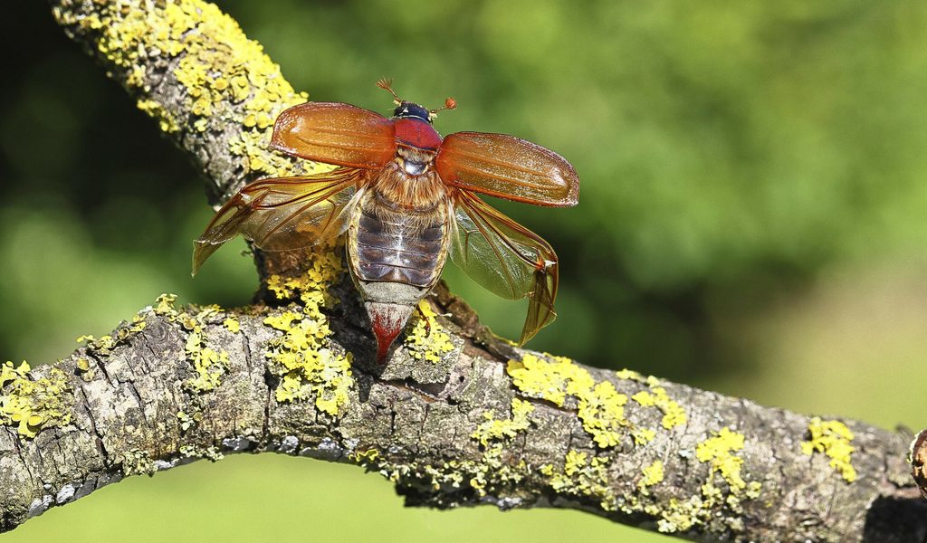 „Apokalyptische Situation” droht: Halbe Milliarde Maikäfer bei Massenflug erwartet