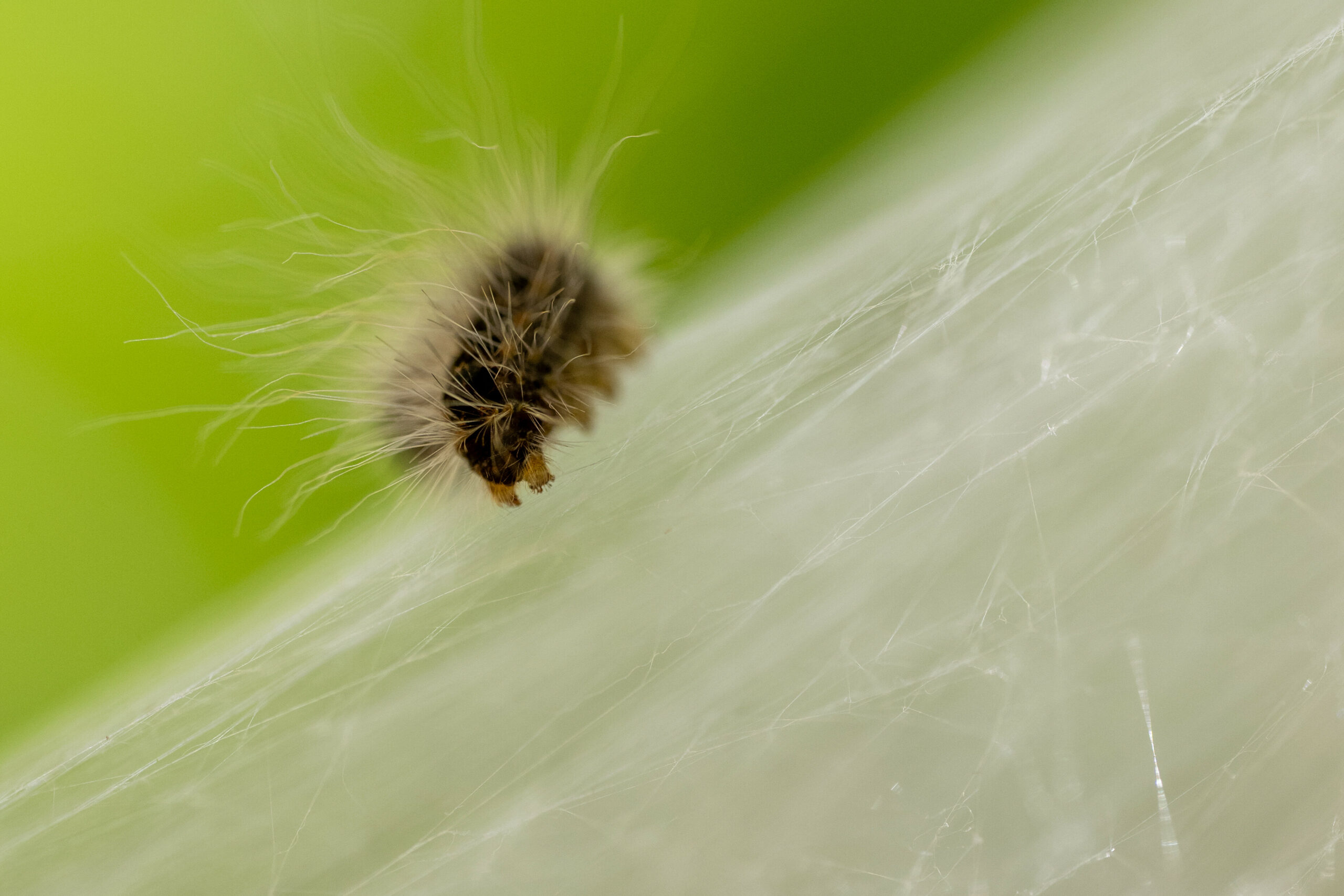 Eine Raupe des Eichenprozessionsspinners kriecht über ein Gespinstnest.