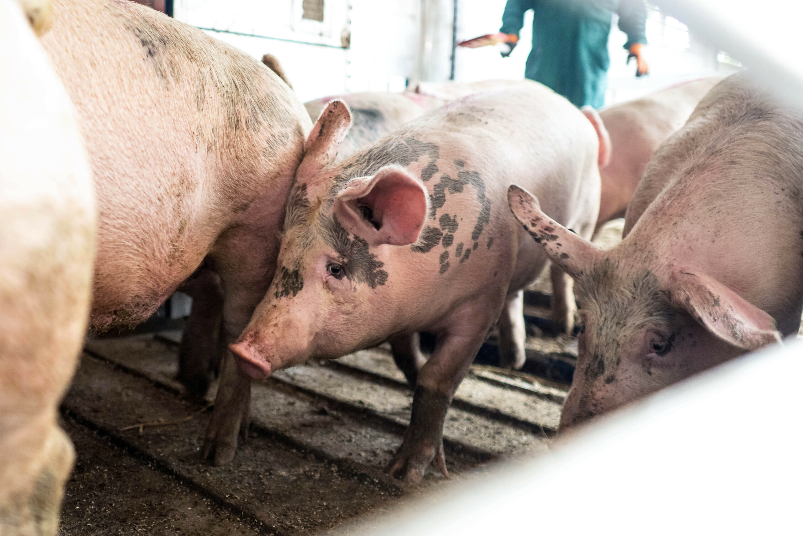 Schweine in einem Transporter