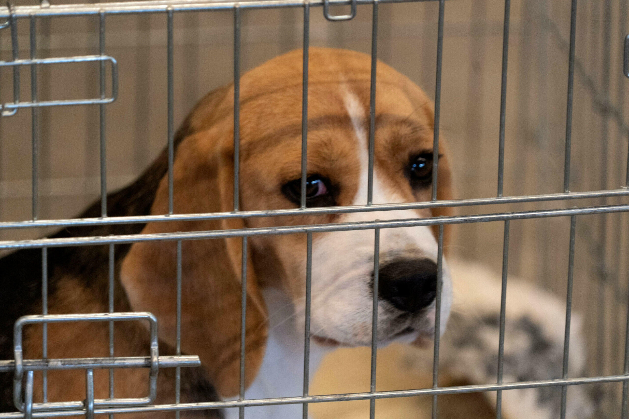 Beagle hinter Gittern