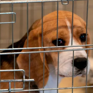 Beagle hinter Gittern