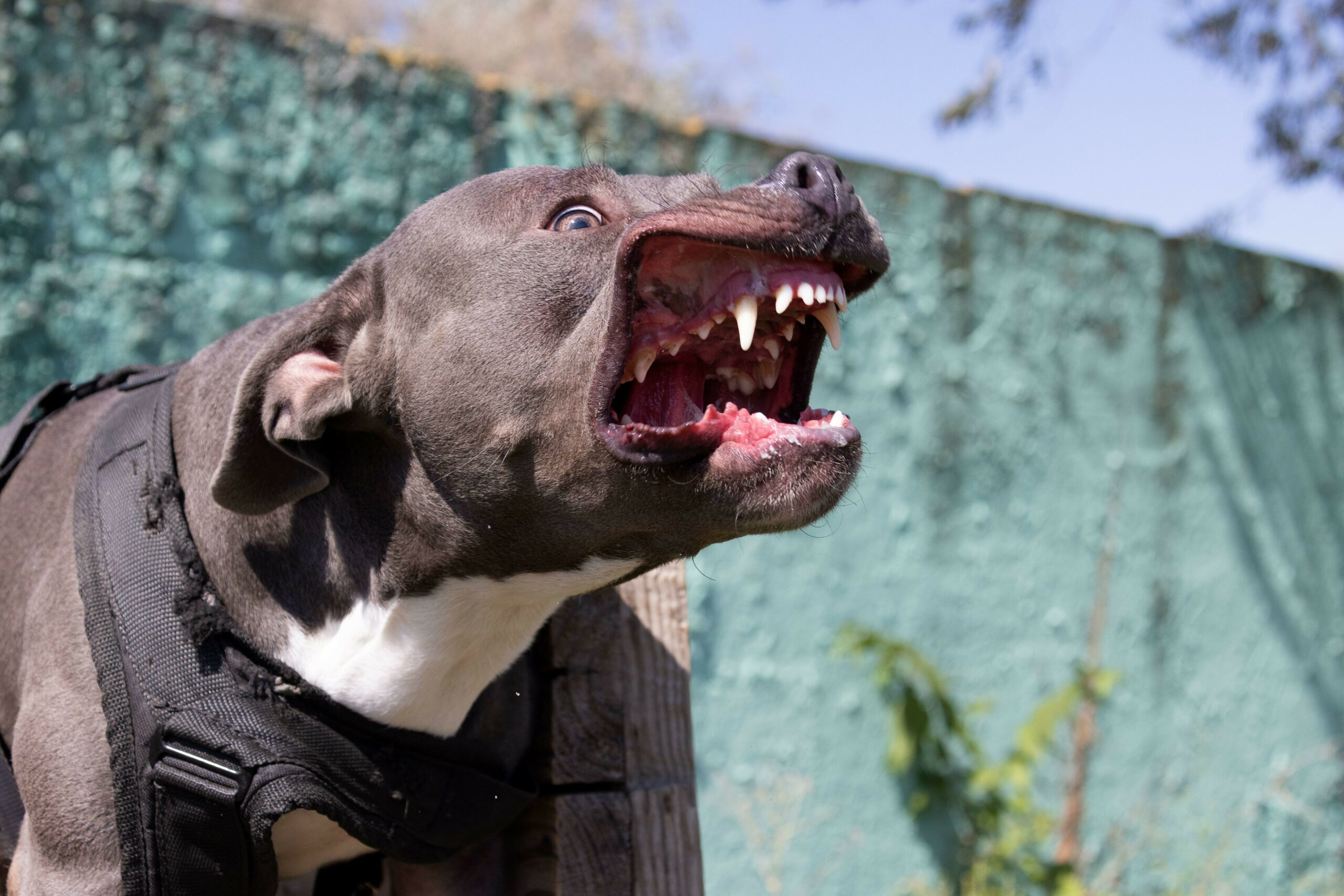 Ein American Staffordshire Terrier (Symbolbild): Mischlingsrüde „Rocky“ hatte bereits zuvor ein Kind angefallen - die Nichte seines Besitzers biss er fast tot.