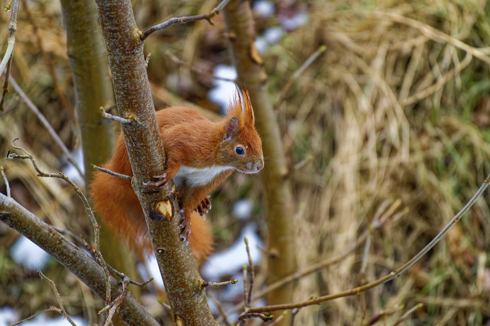 Ein Eichhörnchen sitzt in einem Baum.