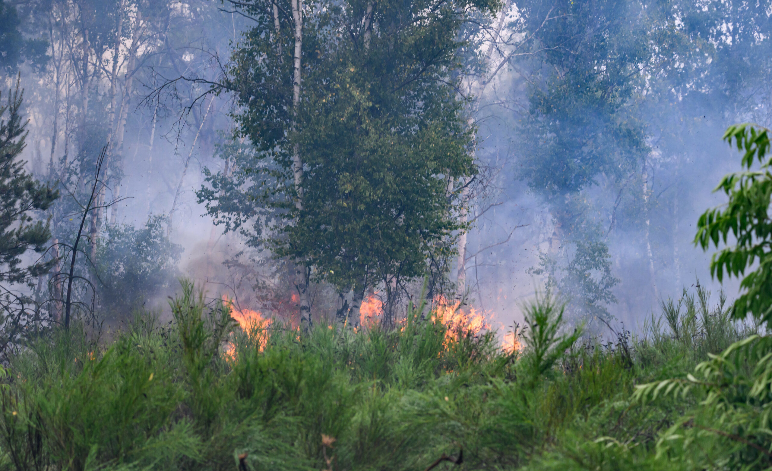 Waldbrand Deutschland
