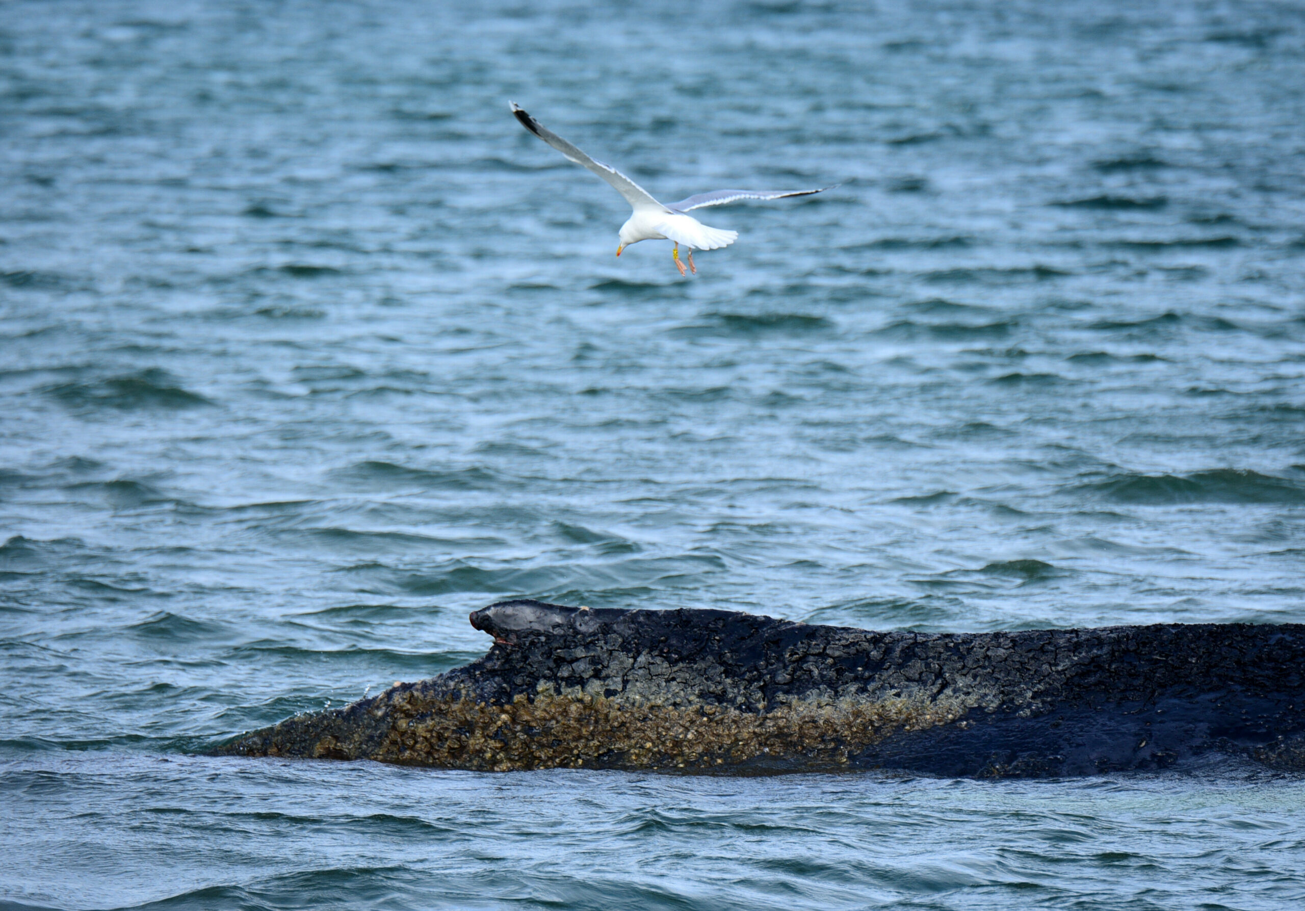 Für den an der Ostseeküste gestrandeten Wal besteht kaum noch Hoffnung.