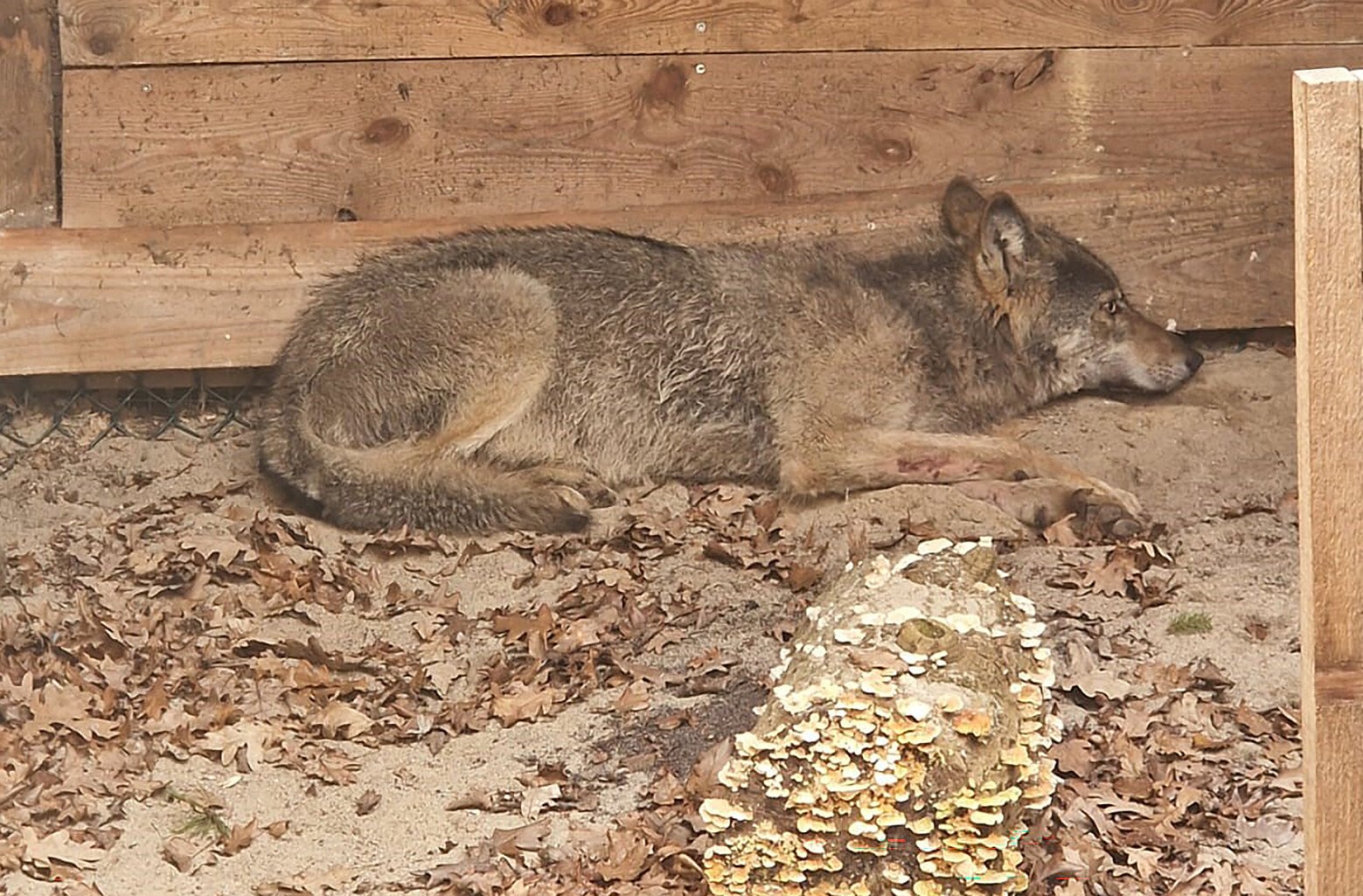 Der Wolf, der tagelang durch Hamburg streifte, liegt in eine Wildtierauffangstation bei Sachsenhagen.