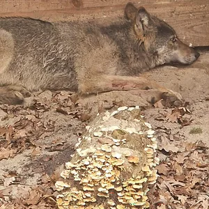 Der Wolf, der tagelang durch Hamburg streifte, liegt in eine Wildtierauffangstation bei Sachsenhagen.