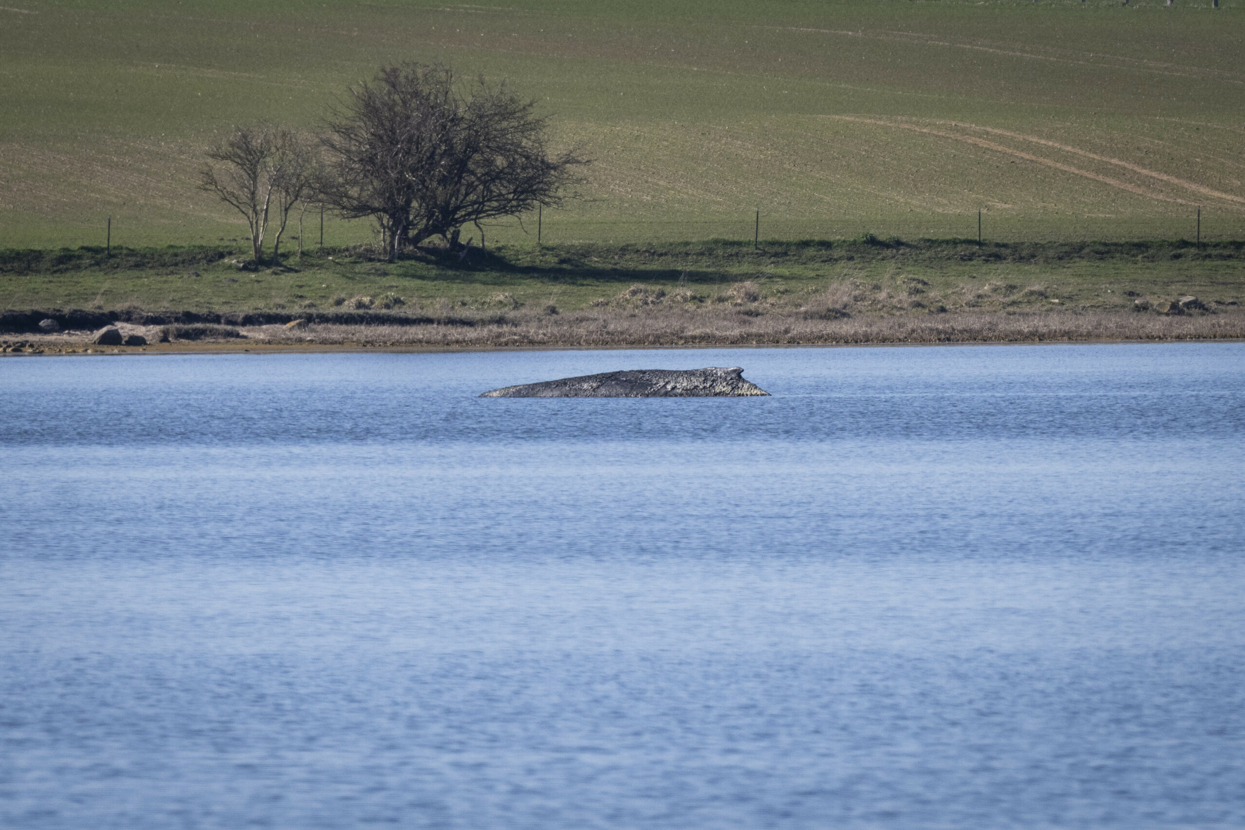 Buckelwal Insel Poel.