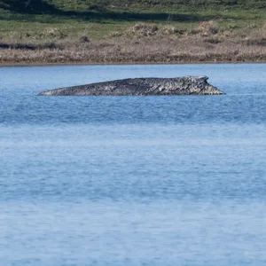 Buckelwal Insel Poel.