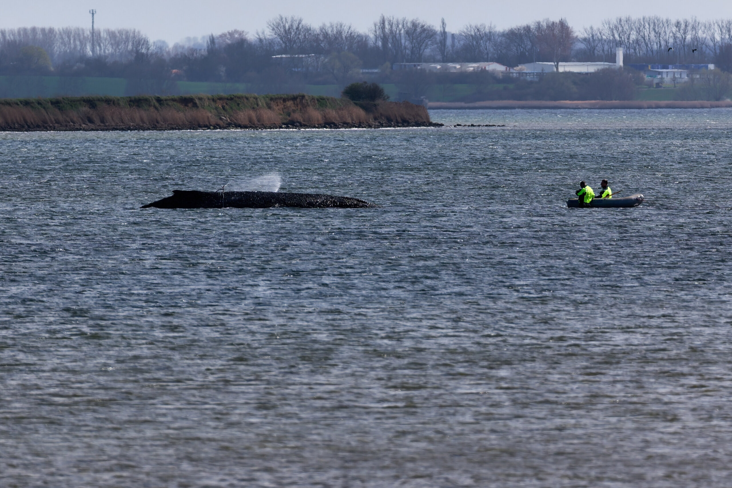 Ein Boot mit Feuerwehrleuten schwimmt nahe des Buckelwals