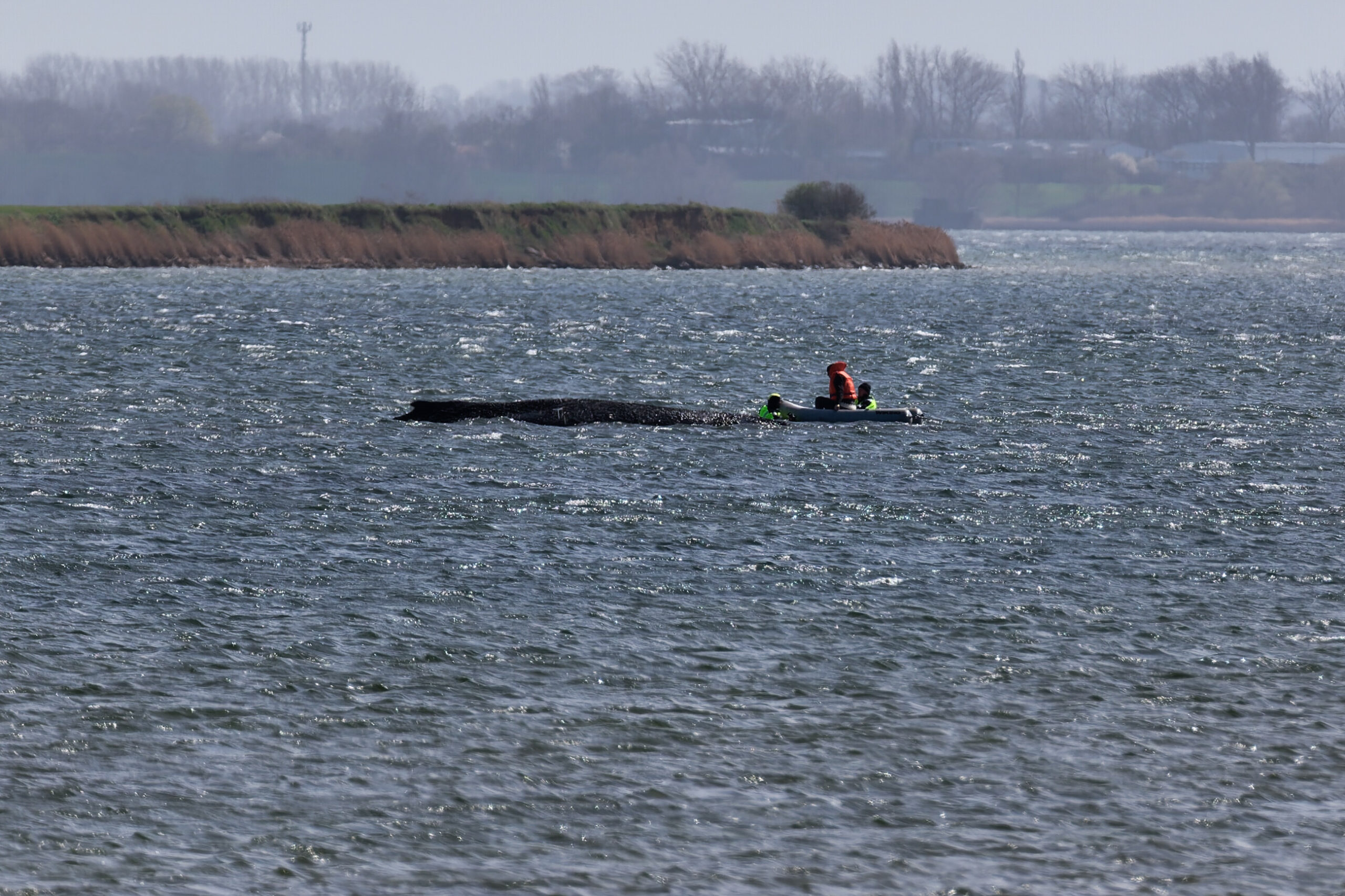 Der Buckelwal liegt noch immer auf einer Sandbank vor der Insel Poel.