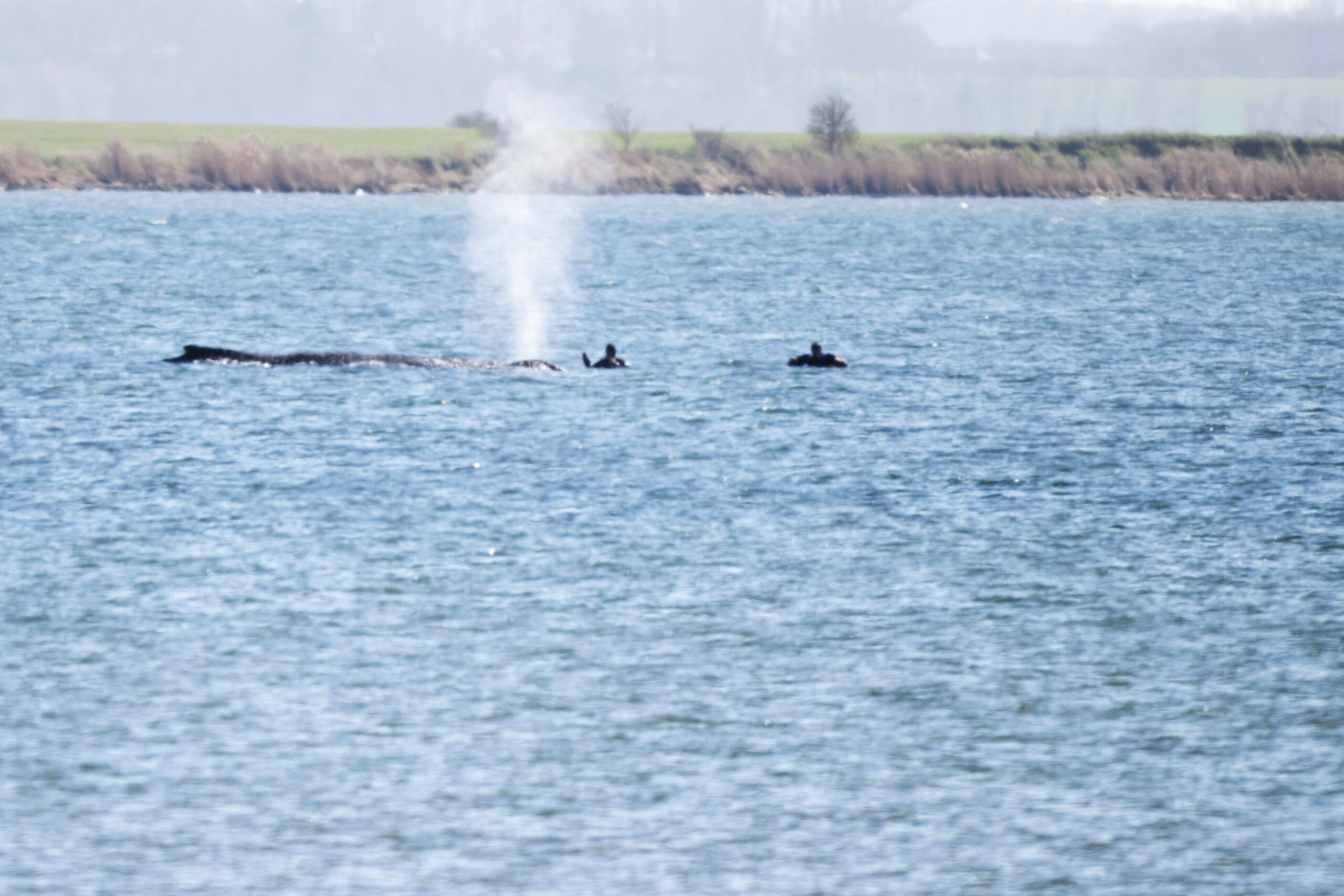 Wal Poel Wasser Rettung Wismar