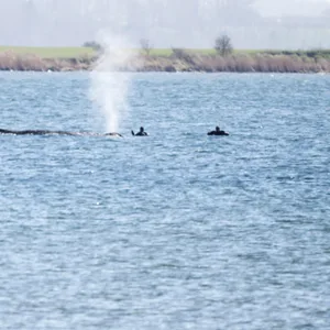Wal Poel Wasser Rettung Wismar