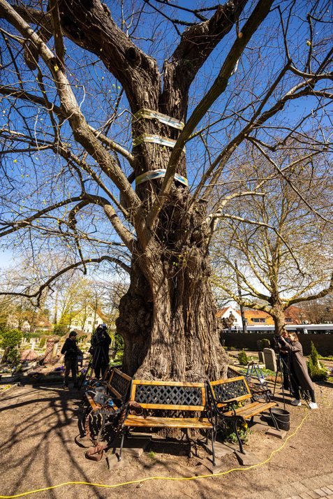 Der 900 Jahre alte Baum ist einer der ältesten in Norddeutschland.