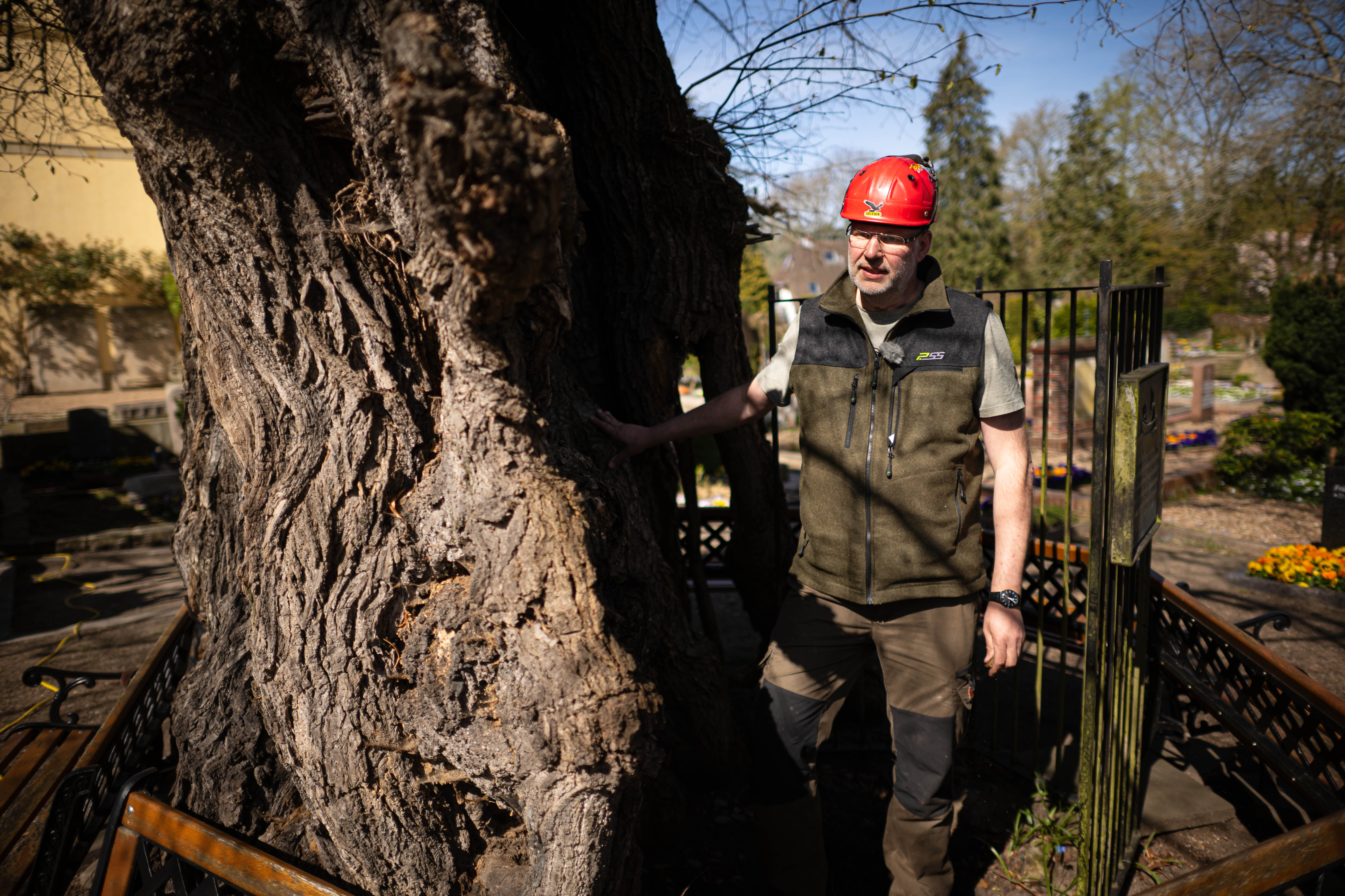 Der rund 900 Jahre alte Baum soll mithilfe einer Stütze vor Schäden geschützt werden.