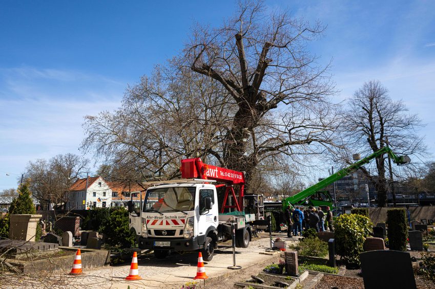 Der Baum befindet sich auf einem Friedhof in Bremen.