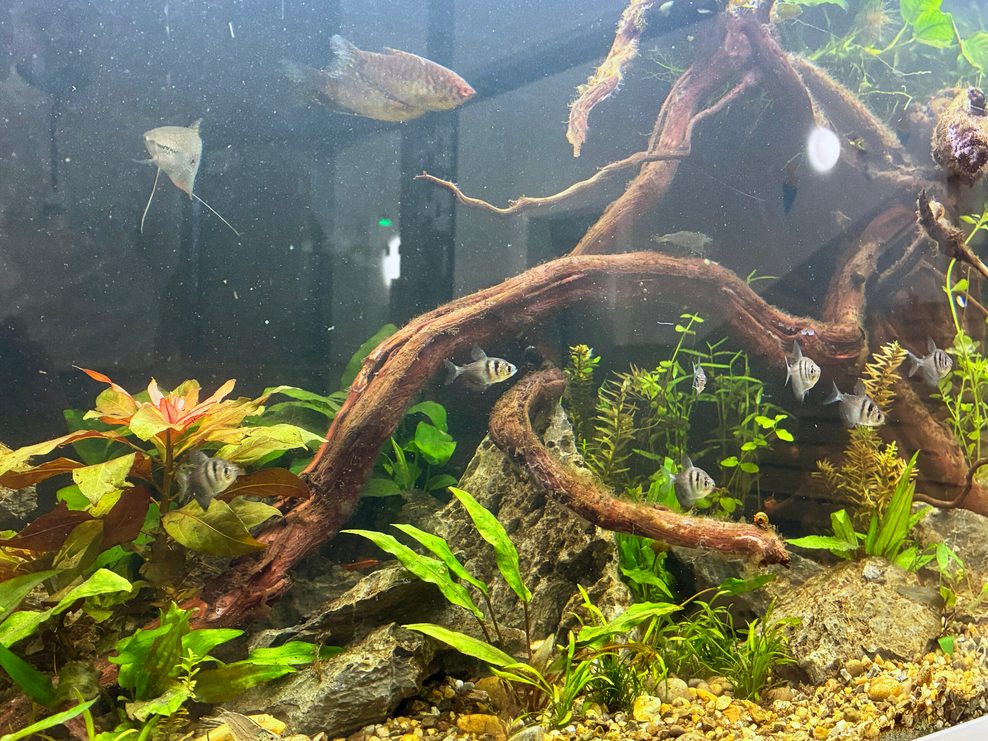 Nach einem Großbrand an der Grundschule Beuthener Straße Ende November 2025 sind zehn Fische und eine Garnele in ihr neues Zuhause in der Käthe-Paulus-Schule gezogen.