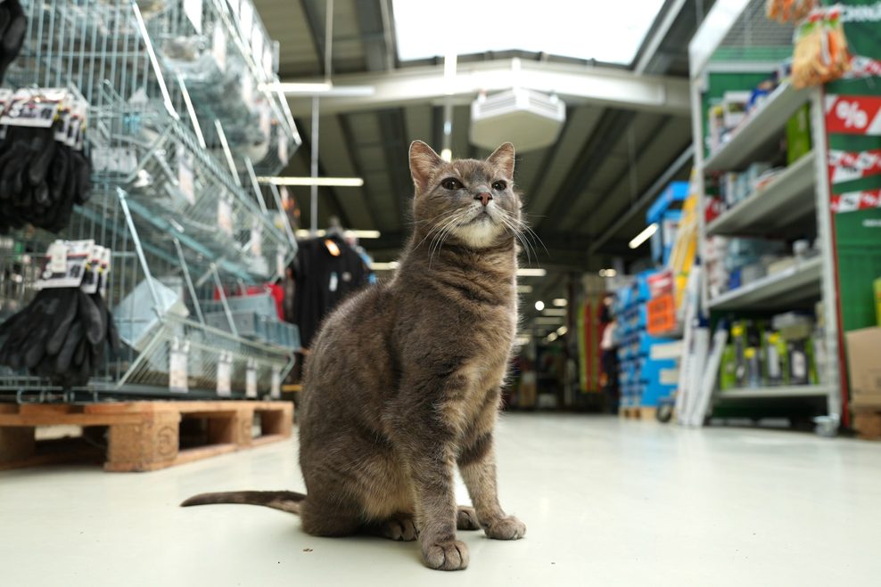 Katze „Lotti“ sitzt in einem Gang im Baumarkt Hagebau.