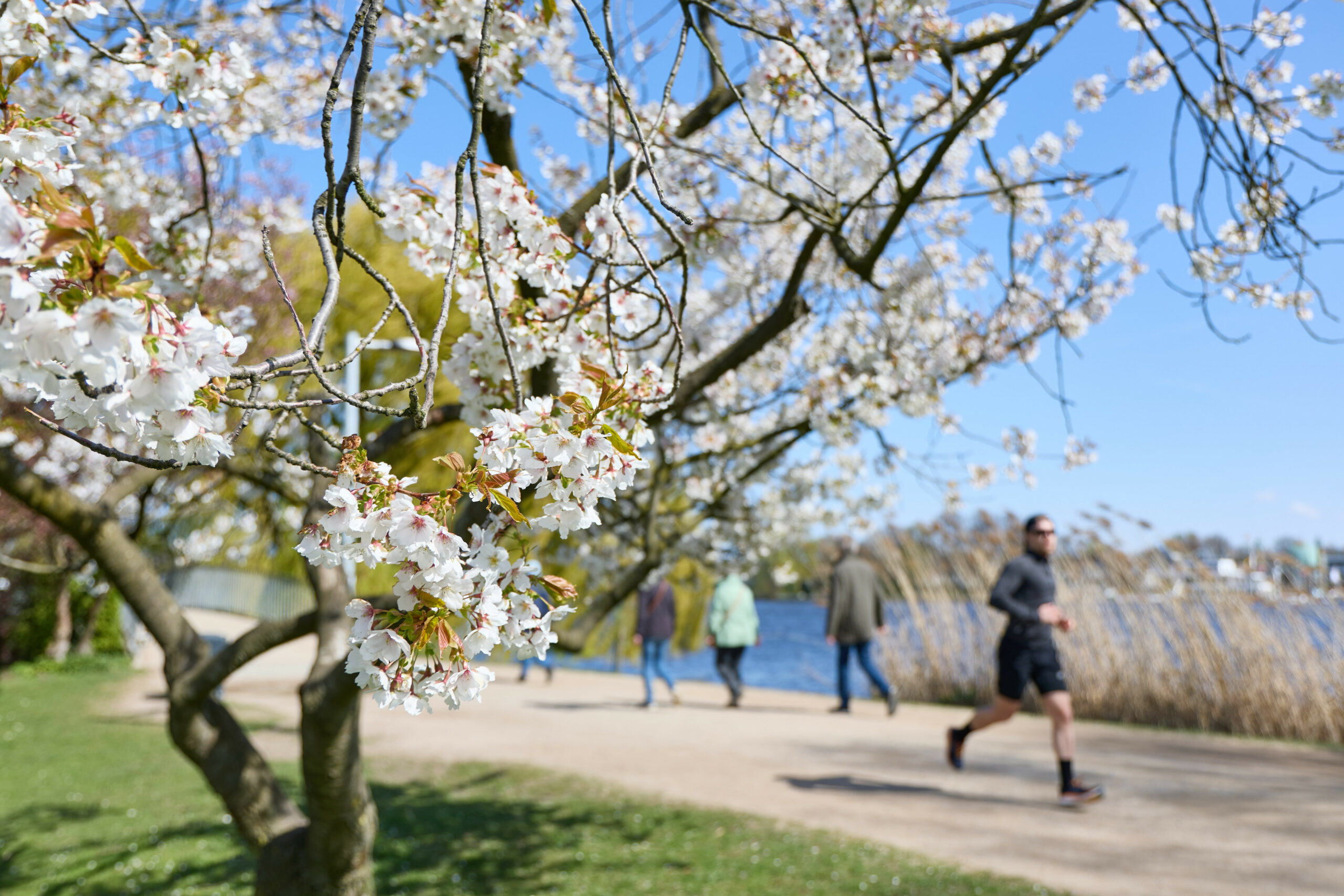 Nach einem nassen Wochenstart zeigt sich das Wetter in Hamburg ab Dienstag von seiner sonnigen Seite. (Archivbild)
