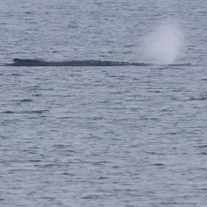 Der Buckelwal liegt am frühen Vormittag noch immer auf einer Sandbank vor der Insel Poel.