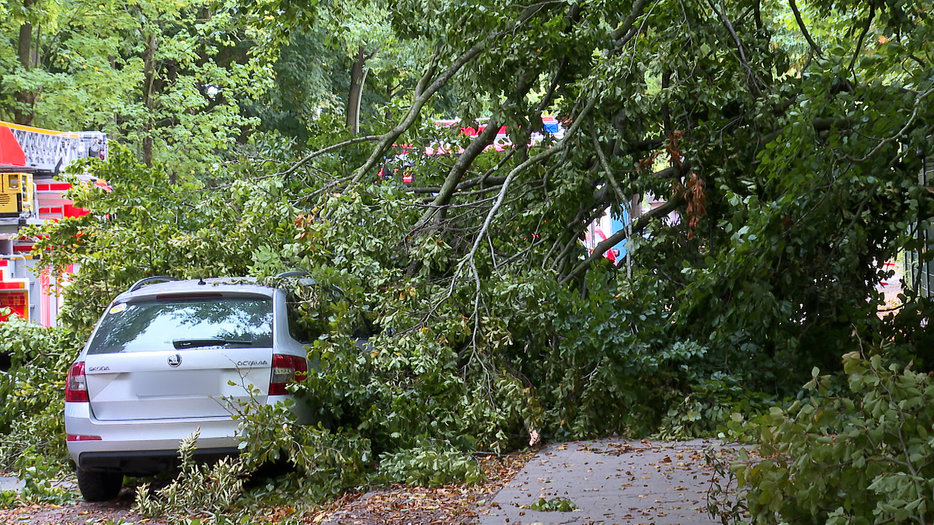 Dieses Auto wurde durch Bäume beschädigt, die durch starken Wind in Hamburg umgestürzt waren.