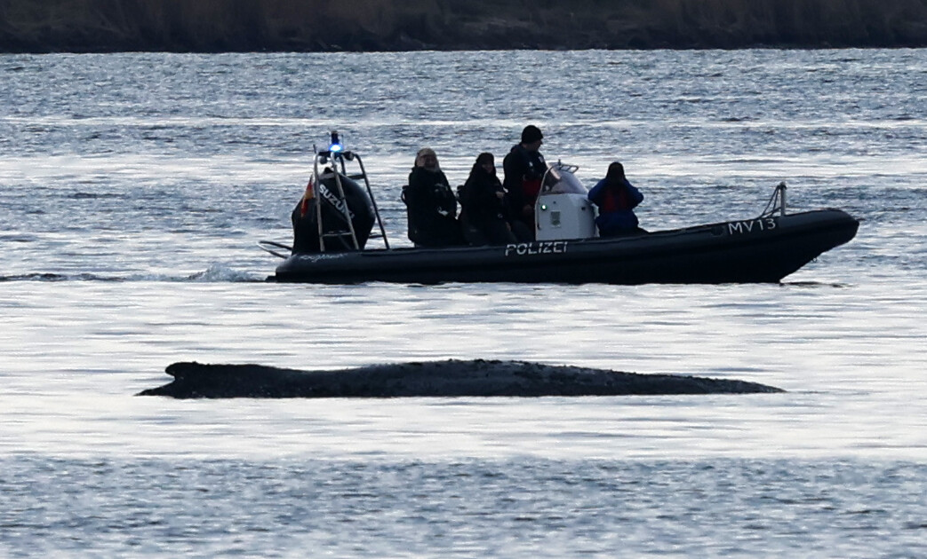 Ein Schlauchboot mit der Aufschrift "Polizei" fährt langsam am gestrandeten Buckelwal vor der Insel Poel vorbei.