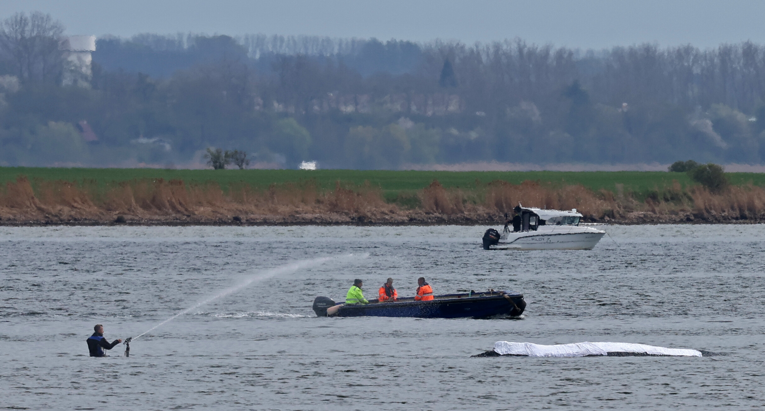 Ein Helfer korrigiert den Wasserstrahl zur Befeuchtung des Rückens des gestrandeten Buckelwals vor der Insel Poel.