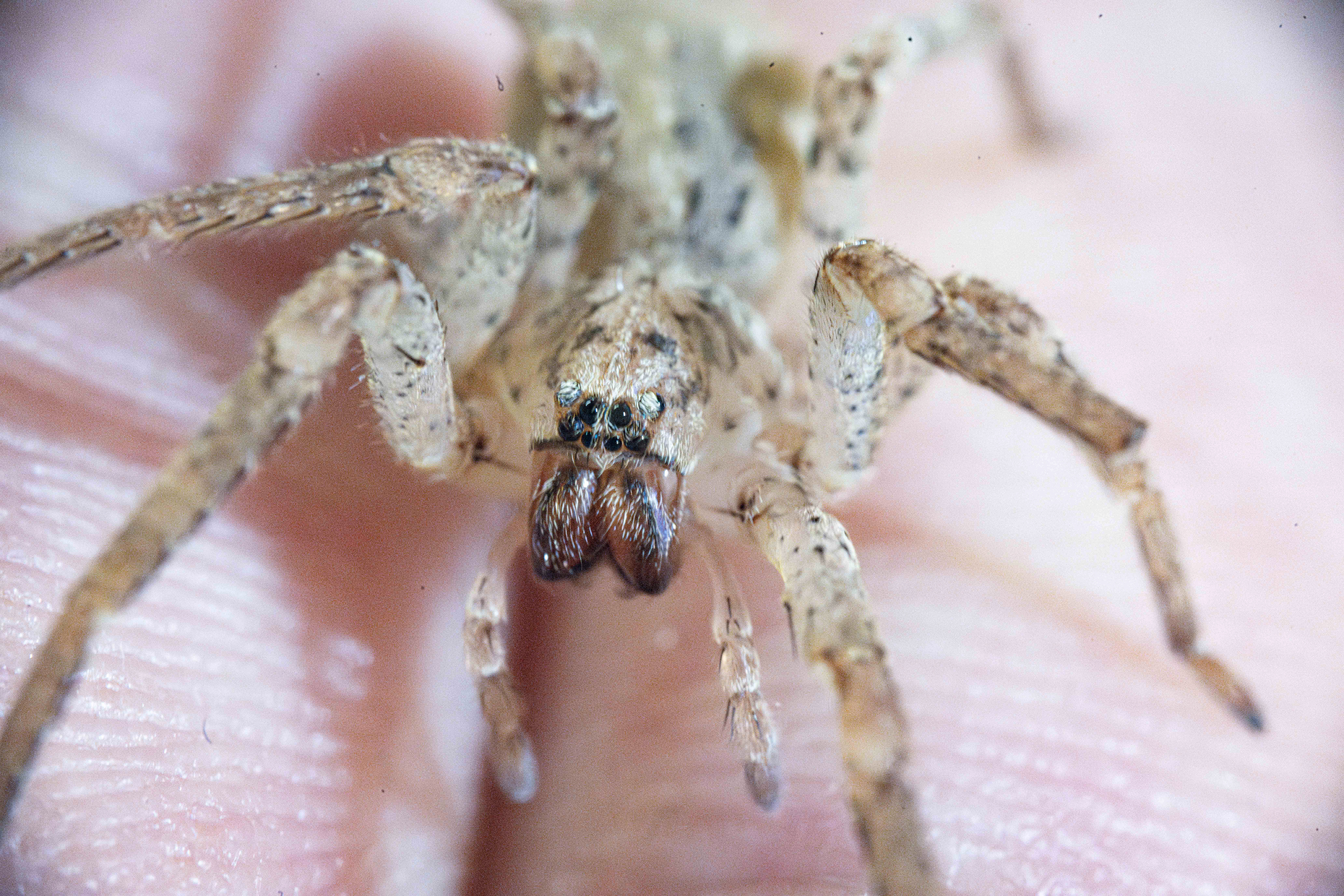 Eine Nosferatu-Spinne sitzt auf der Hand einer Person.