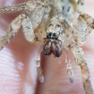 Eine Nosferatu-Spinne sitzt auf der Hand einer Person.